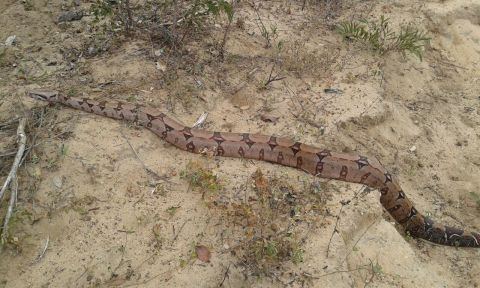 Natureza: Jiboia é fotografada na Feirinha do Morro, em Condeúba