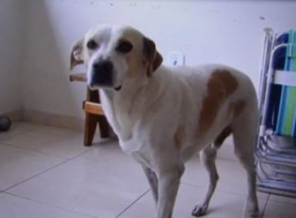 Conquista: Menino atacado por rotweiller é salvo por cachorro vira-lata