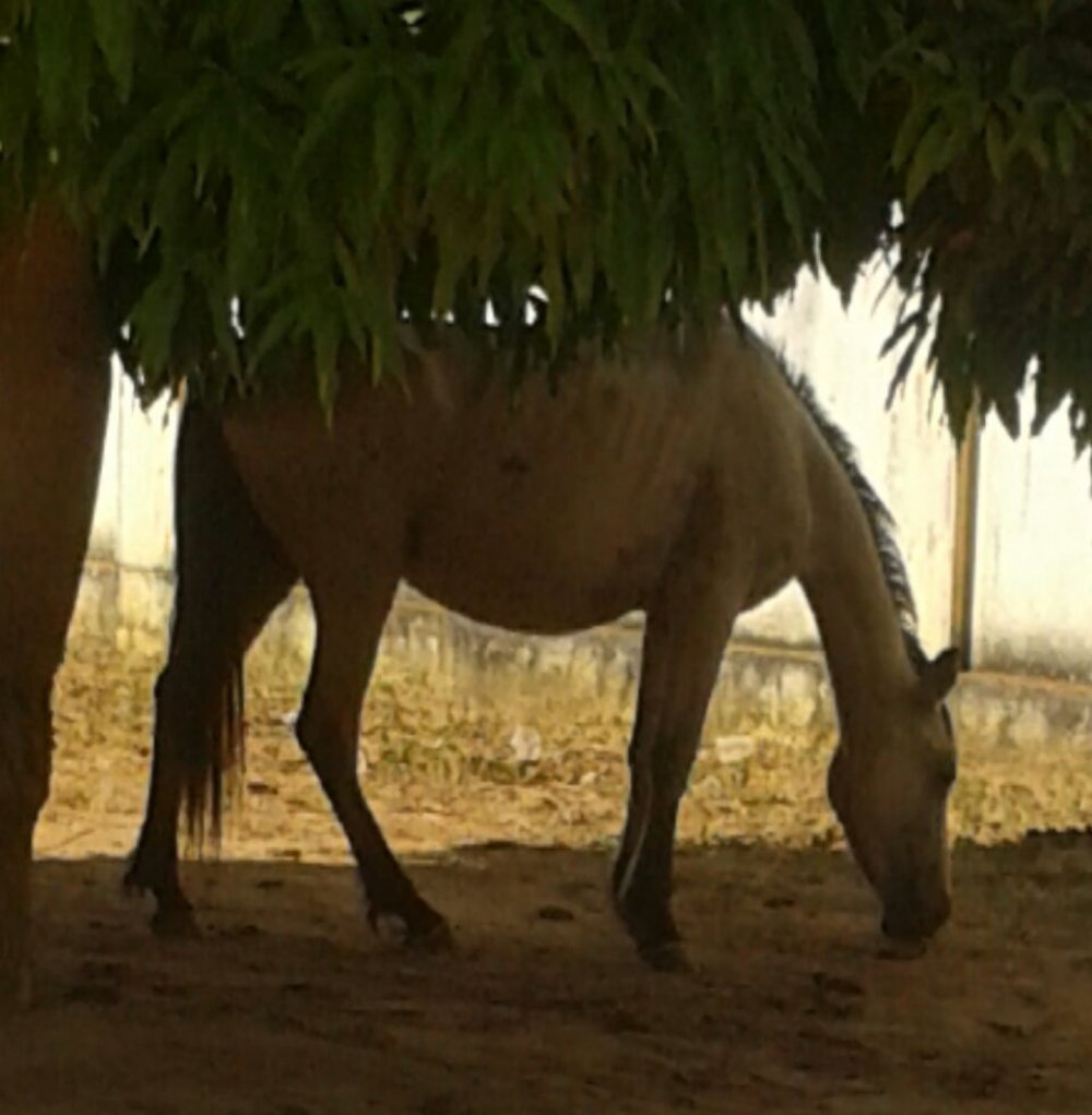 Condeúba: Cavalos, cachorros e jegues tomam conta do Hospital; Fezes estão por toda parte