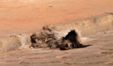 Animais são envenenados e queimados nas ruas de Jacaraci; polícia já tem um suspeito