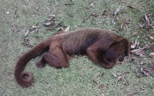 Cordeiros: Macaco é identificado com vírus da Febre Amarela